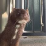 (Screenshot from Washington State Ferries video) Melvin the American mink has been hanging around the Mukilteo ferry terminal over the past few weeks.