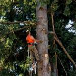 (Photo by David Welton) Six large Douglas fir trees were removed near the intersection of Edgecliff Drive with Furman Avenue on July 16-17.