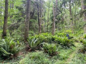 Photo provided
The Lagoon Point Community Forest consists of 265 acres of unbroken forestland.