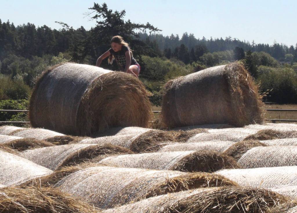 (Photo by Marina Blatt) Sadie Riepma climbs up a hay bale.