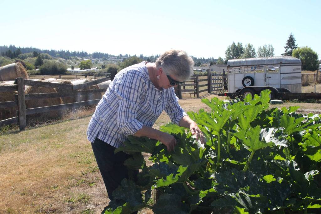 (Photo by Marina Blatt) Ruth looks for the biggest zucchinis to give away to neighbors and friends.