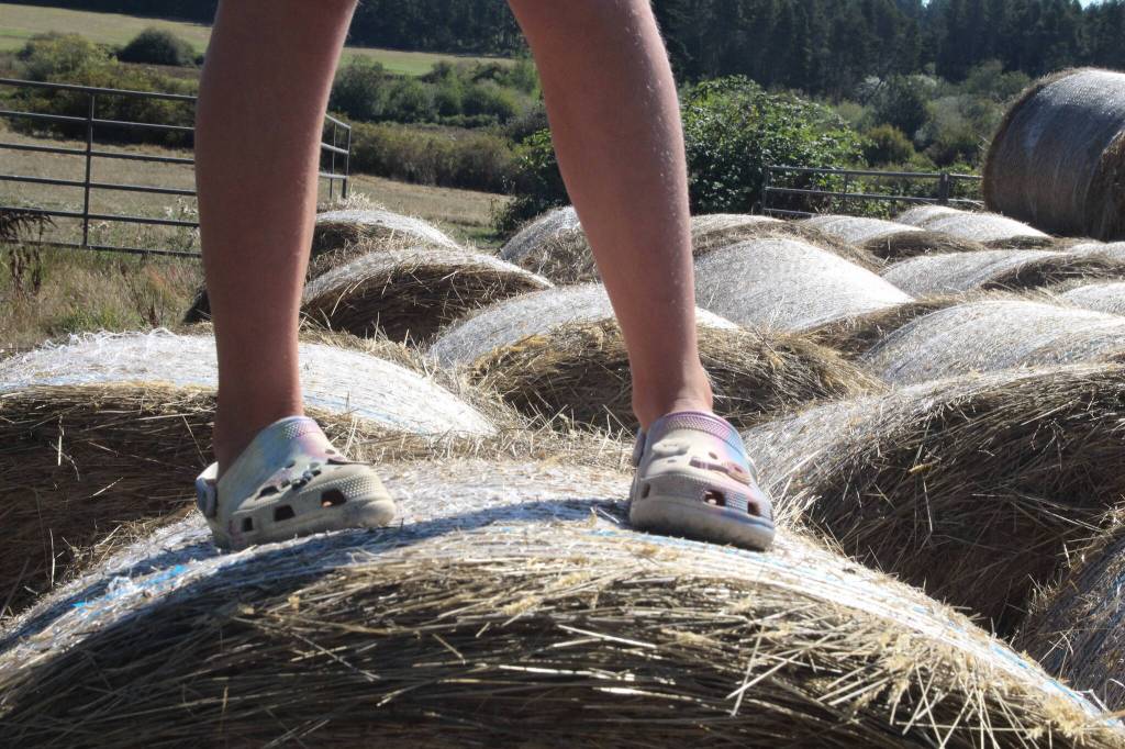 (Photo by Marina Blatt) Sadie Riepma, the granddaughter of Hank and Ruth, wears crocs to jump across the giant hay bales.