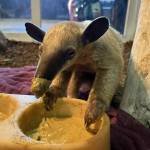Although the anteaters have not been eating ants at the sanctuary since their arrival, they get the nutrients they need in a diet of watermelon, avocados and more. (Photo by Payton Wilson)
