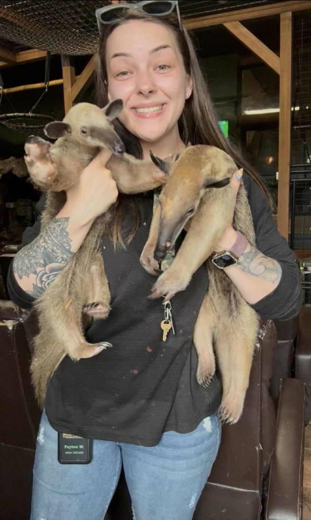 Photo by Payton Wilson
Payton Wilson worked in medicine before becoming an animal caretaker and said she loves the anteaters  and the rest of the sanctuarys animals  like her own children.