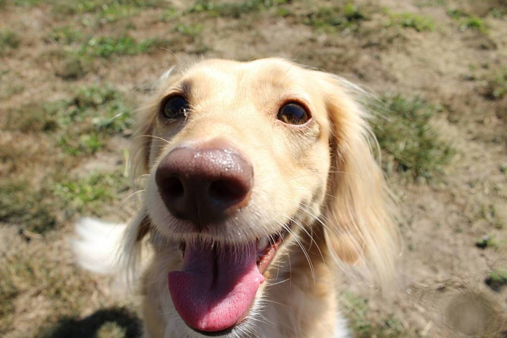 Photo by Allyson Ballard
Aoife was eager to make her newspaper debut.