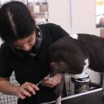 Photo by Allyson Ballard
Pets at Paww Spa can expect to undergo all the usual grooming practices, like haircuts and nail trims, and even more creative services like dye jobs.