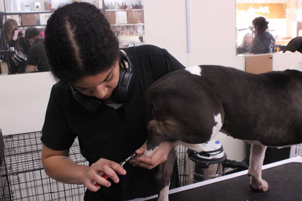 Photo by Allyson Ballard
Pets at Paww Spa can expect to undergo all the usual grooming practices, like haircuts and nail trims, and even more creative services like dye jobs.