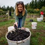 Lindsay Krug smiles over a bucket of Pinot Noir grapes. (Photo by David Welton)