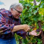 A volunteer, Steve Eirschele, concentrates on clipping the grapes. (Photo by David Welton)