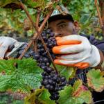 Photo by David Welton
Nik Williams clips grapes off the vine.