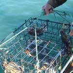 (Photo by Marina Blatt) Smith lifted the crabs from the teal ocean water.