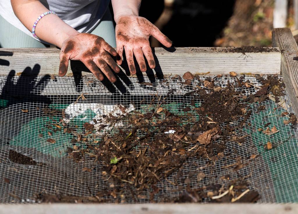 A student looks at the dirt on their palms while sifting compost during class at South Whidbey Elementary School on Sept. 22, 2025, in Langley, Washington. (Olivia Vanni / The Herald)