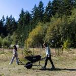 Olivia Vanni / The Herald
A student pushes a wheelbarrow of sifted compost during class at South Whidbey Elementary School on Sept. 22, 2025 in Langley, Washington.