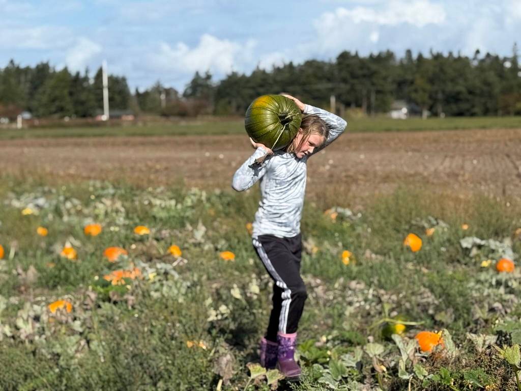 Auchterlonie, age 11, carries a green pumpkin through the pumpkin patch. (Photo by Beth Chamberlin Fischer)