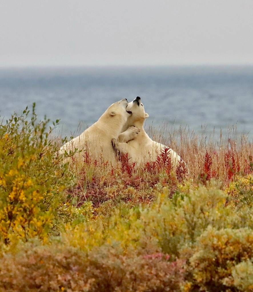 (Photo by Laina Stonefelt) Two polar bear cubs share a playful moment on the shores of Churchill, Manitoba.