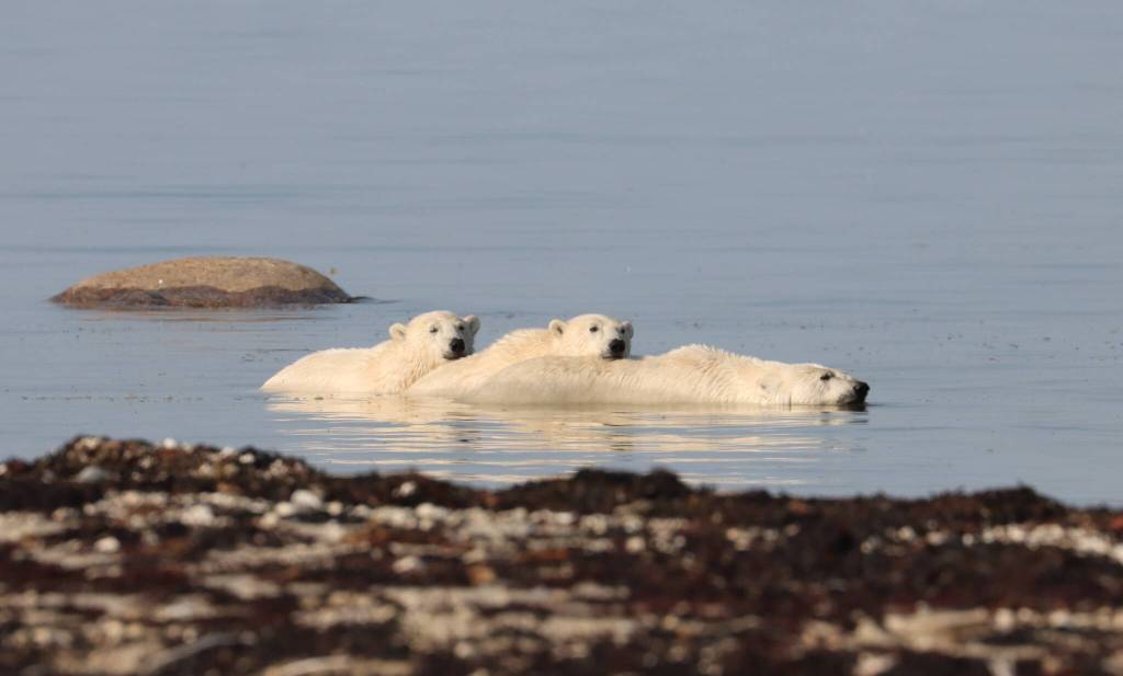 (Photo by Laina Stonefelt) A polar bear and her two cubs enjoy the subarctic waters of Hudson Bay on a hot summer day.