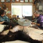 Matt Klope and his apprentice, Emily Houser, revive the dead at Whidbey Island Taxidermy. (Photo by Allyson Ballard)
