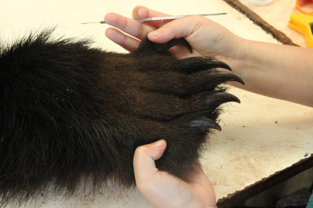 Before carcasses can be mounted, they must be cleaned extensively so as to prevent decay. (Photo by Allyson Ballard)