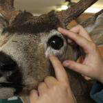 Houser explained that clay must be added to forms to give them depth, like around the eyes, mimicking the presence of bones and meat underneath skin. (Photo by Allyson Ballard)