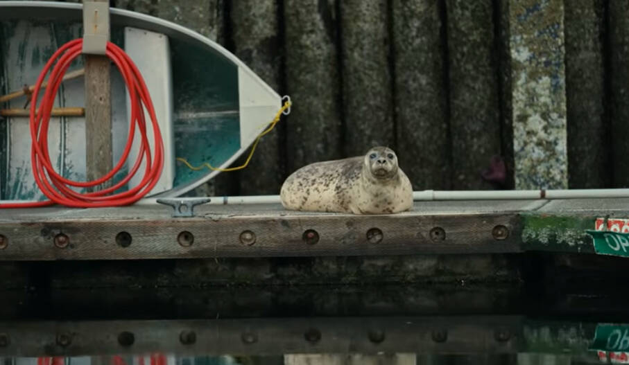 Photo from A War With Time, the acoustic music video on Youtube
A spotted seal looks curiously at the camera.