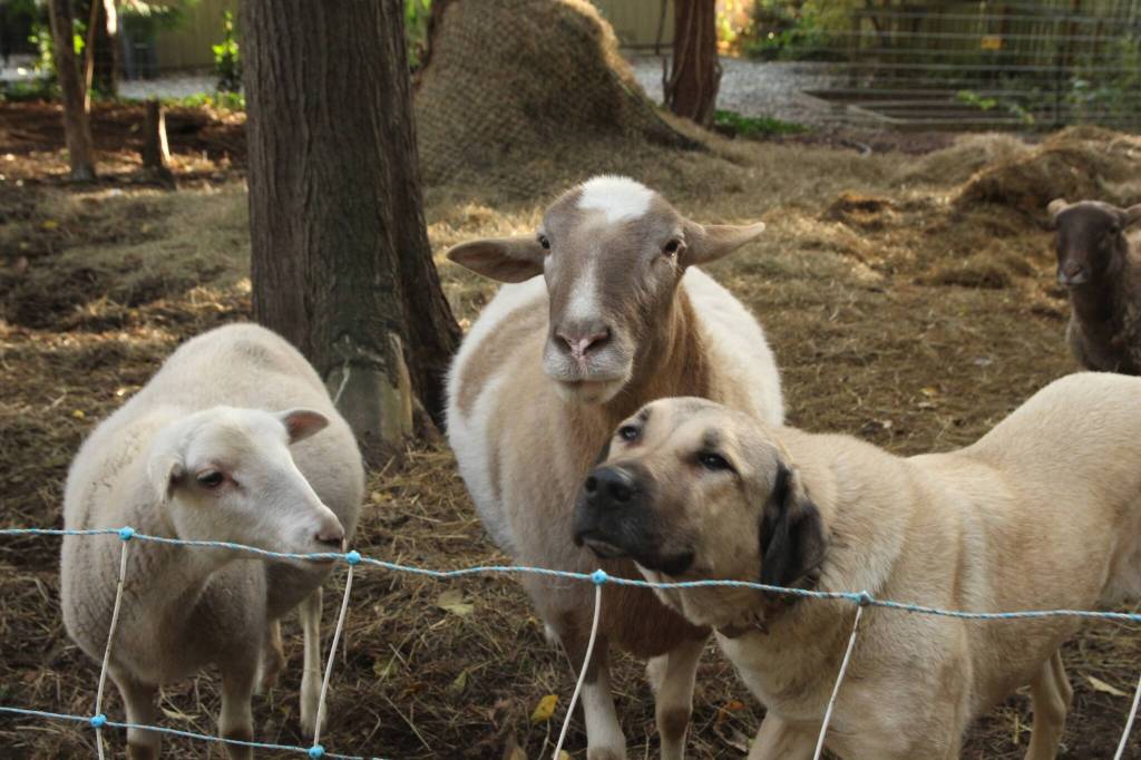 Photo by Marina Blatt. Thomas Boettgers sheep get along with his dog; they even match.