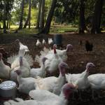 Photo by Marina Blatt. Thomas Boettgers turkeys follow him wherever he goes on the farm.