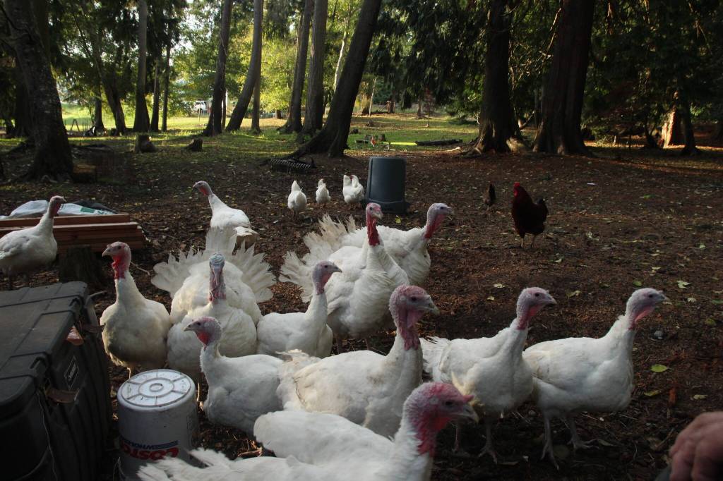Photo by Marina Blatt. Thomas Boettgers turkeys follow him wherever he goes on the farm.