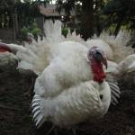 Photo by Marina Blatt. A broad-breasted white turkey is the spitting image of a five-year-olds handprint painting.