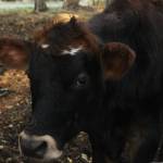 Photo by Marina Blatt. Thomas Boettgers cow models for the camera, its hair a perfect wind-swept look.