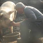 Photo by Marina Blatt. Thomas Boettger greets his female pig named Bambi.