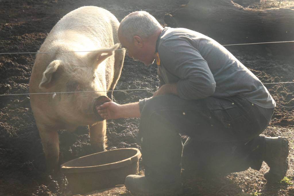 Photo by Marina Blatt. Thomas Boettger greets his female pig named Bambi.