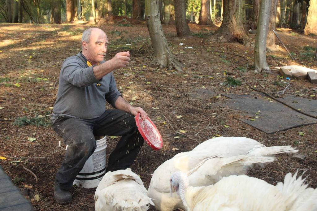 Photo by Marina Blatt. Thomas Boettger feeds the turkeys a diet of traditional, high-protein turkey feed, along with scratch corn, sunflower seeds and leftover produce from local grocery stores.
