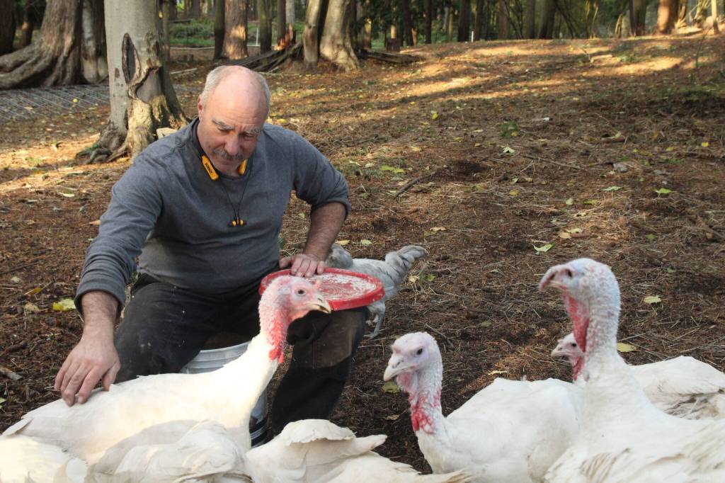 Photo by Marina Blatt. Thomas Boettger said domesticating his turkeys makes them easier to process.
