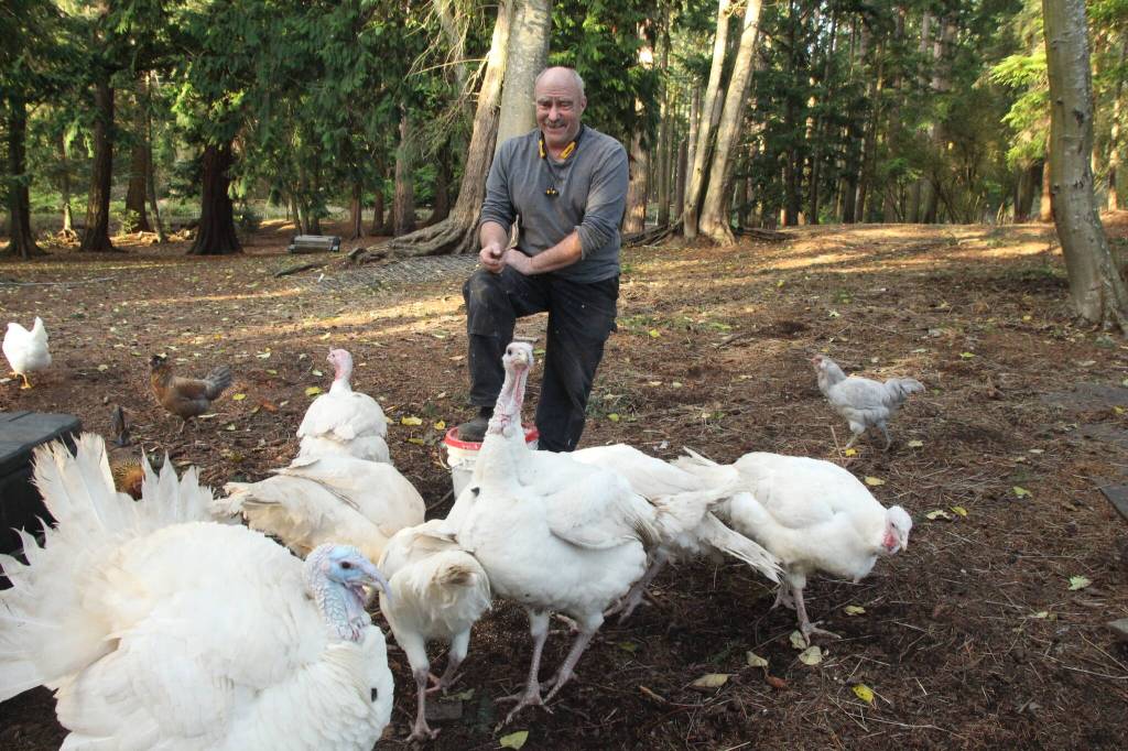 Photo by Marina Blatt. Thomas Boettger has raised broad-breasted turkeys since he started his farm, which he said is more of a hobby at the moment.
