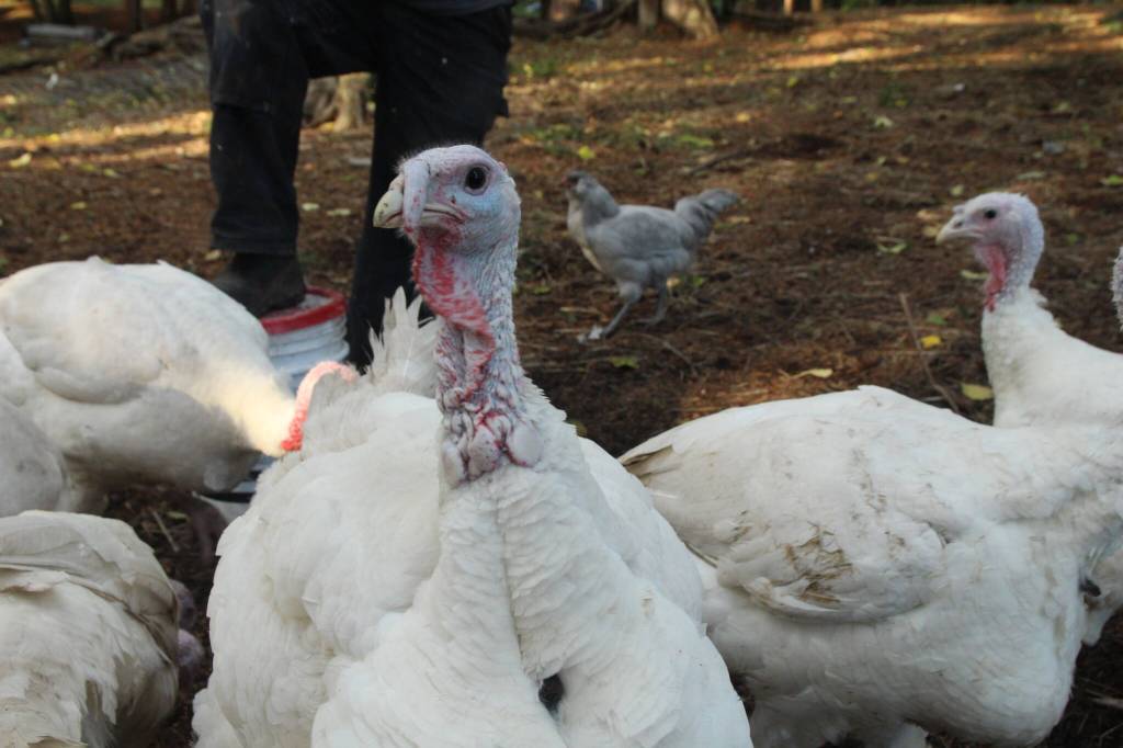 Photo by Marina Blatt. A broad-breasted white turkey puffs up his chest, believing the camera to be a threat.