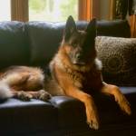 Photo provided. Willie Nelson lies on a couch, daydreaming about finally catching those bunnies.