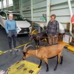 (Photo by David Welton) A ferry-goer admires Coles goats.
