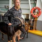 (Photo by David Welton) Mark Cole takes the ferry with his two goat sidekicks.
