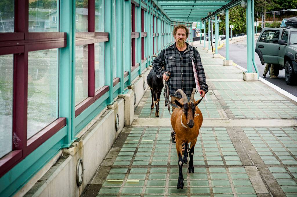 (Photo by David Welton) Cole sets off for the ferry to Mukilteo with his goat entourage, who are now regular passengers.