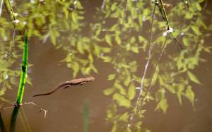 Photo by Cynthia Woerner
A newt swims in one of the ponds