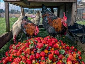 (Photo provided by Ballydídean Farm Sanctuary) Chickens enjoy ripe berries as brightly colored as gems at Ballydídean Farm Sanctuary, where unsellable produce becomes dinner for farm animals.