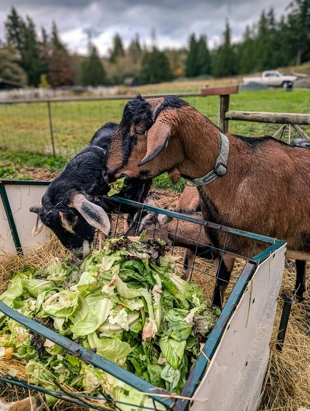 Goats feast on lettuce that would otherwise be bound for the landfill.