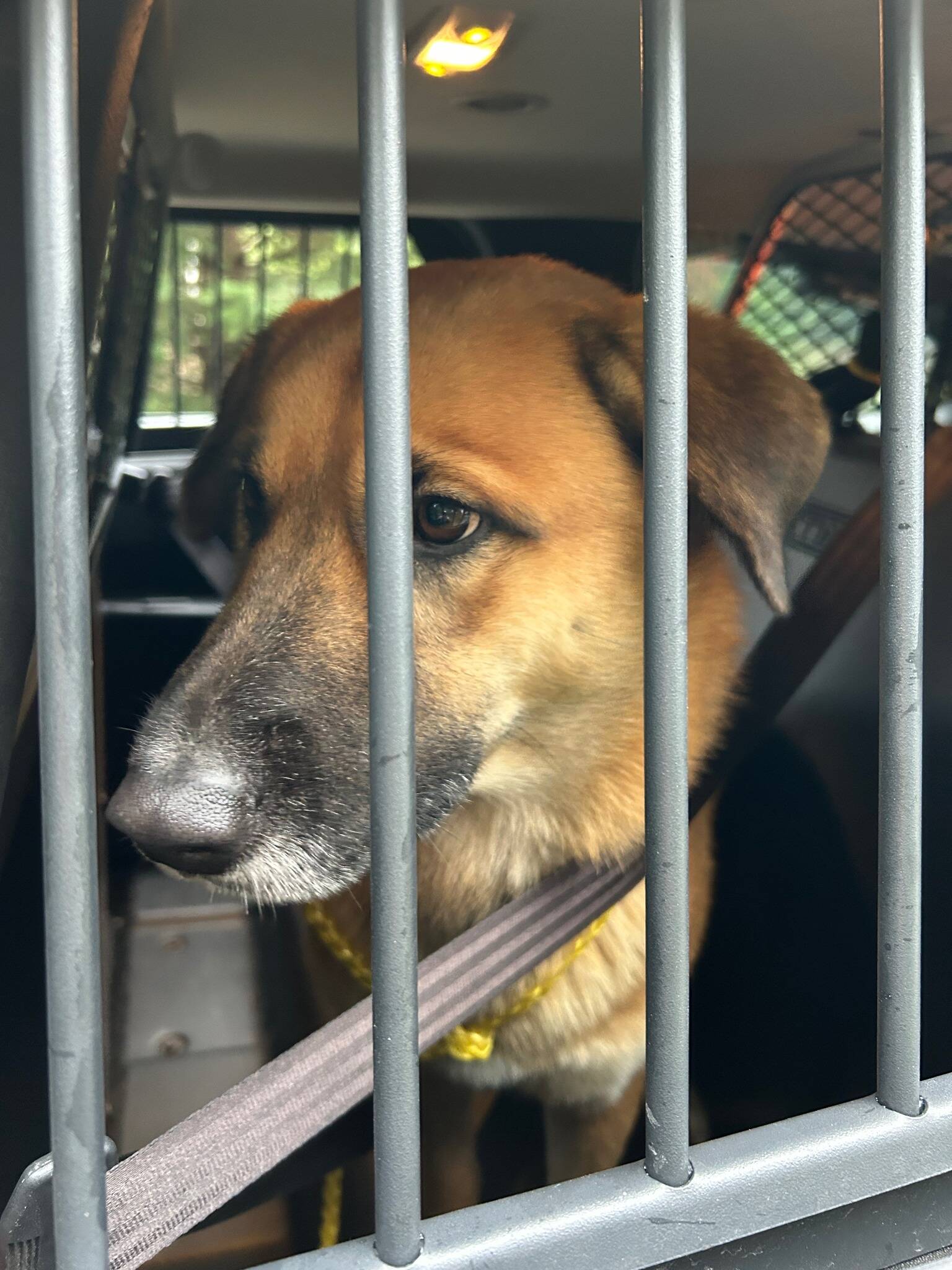 Photo by Island County Sheriffs Office. A member of the sheriffs office picked up Boyd, pictured here, and brought him to WAIF.