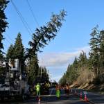 Photos provided by Puget Sound Energy. A tree fell on a power line between Greenbank Farm and the Ledgewood Beach neighborhood.