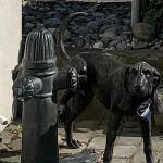 Photos provided
Two heavy bronze statues that were bolted to the concrete outside the Coupeville Chamber of Commerces visitor center were stolen on Dec. 19.