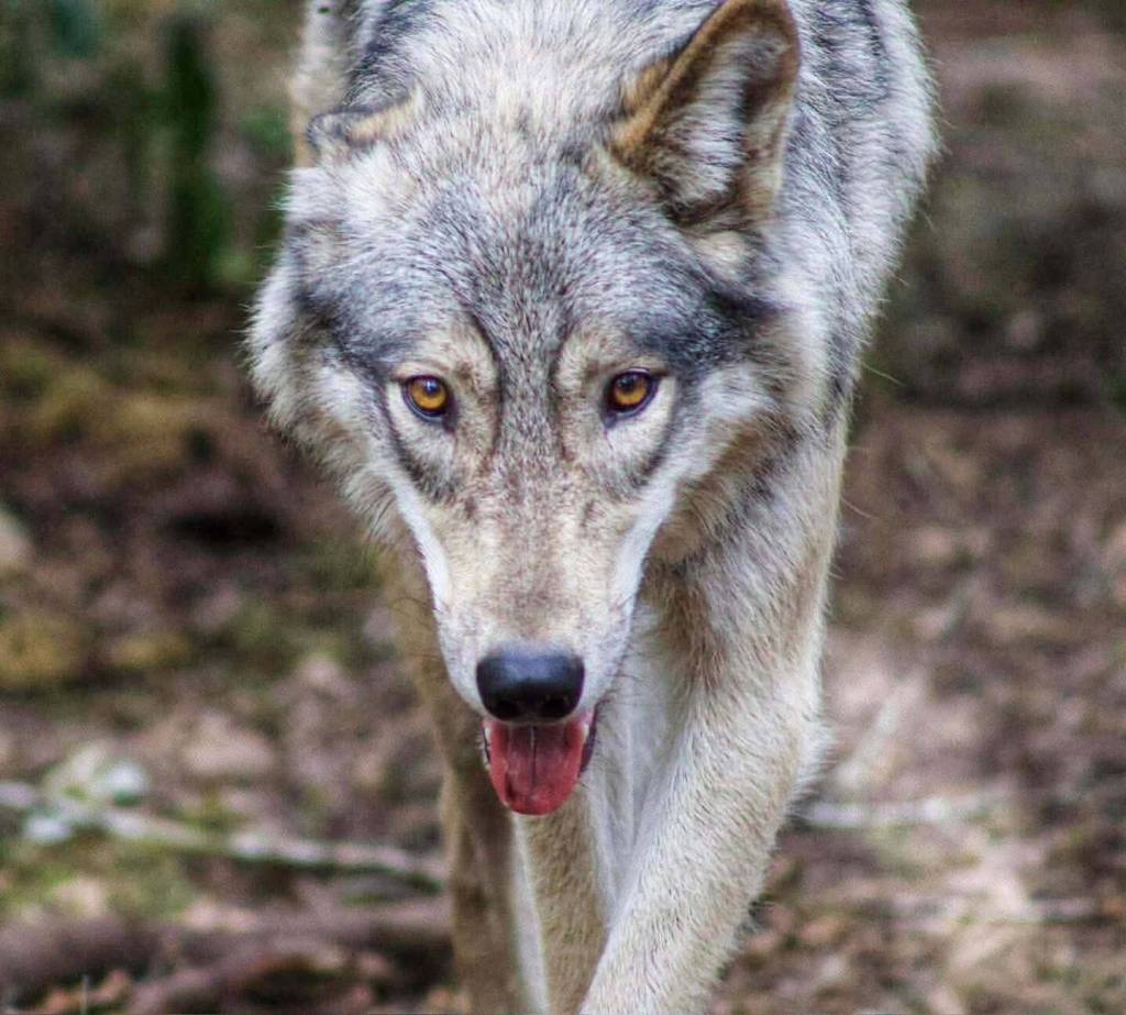 (Photos provided) River is a wolfdog but looks like she could trick Red Riding Hood into thinking she is a grandma.