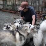(Photo by Marina Blatt) Rosss three wolfdogs, whom she refers to as her grandbabies, live like any other dog might, eating dog food, cuddling her and her husband in bed and doing zoomies in the yard.