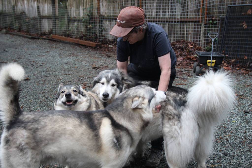 (Photo by Marina Blatt) Rosss three wolfdogs, whom she refers to as her grandbabies, live like any other dog might, eating dog food, cuddling her and her husband in bed and doing zoomies in the yard.