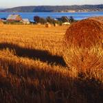 (Photo by Marianne Borozny) Borozny took this photo of hay bales awash in golden light on Ebeys Landing, shortly after moving to the island.