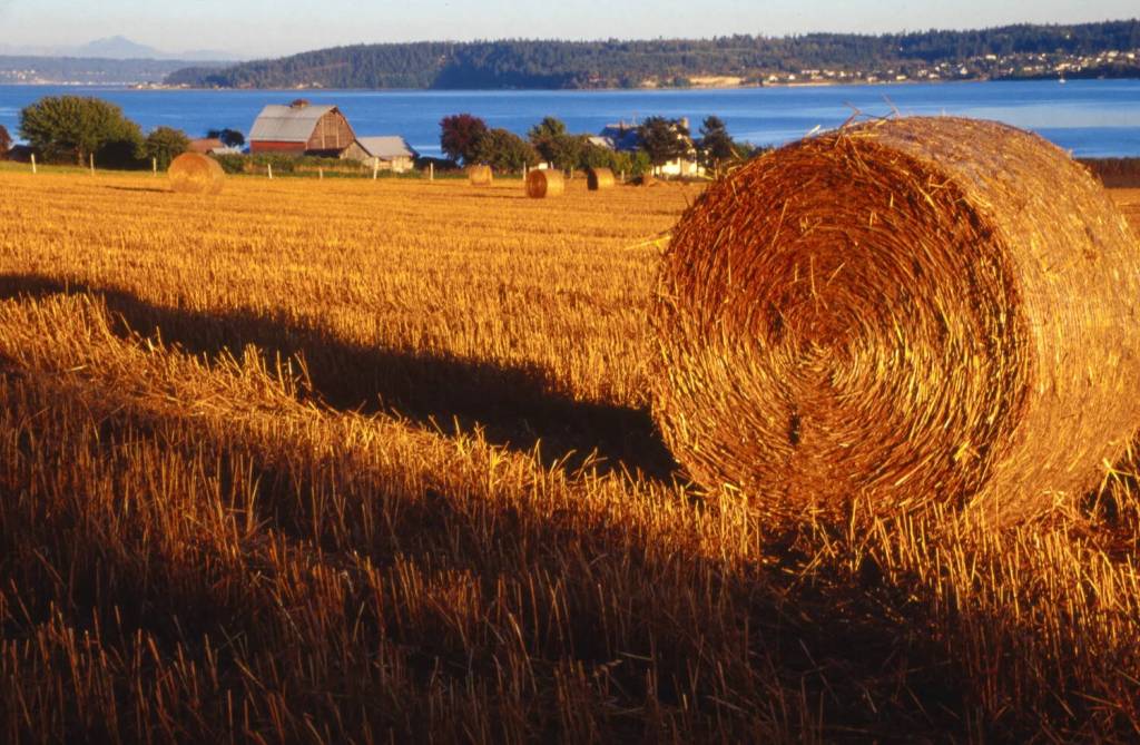 (Photo by Marianne Borozny) Borozny took this photo of hay bales awash in golden light on Ebeys Landing, shortly after moving to the island.